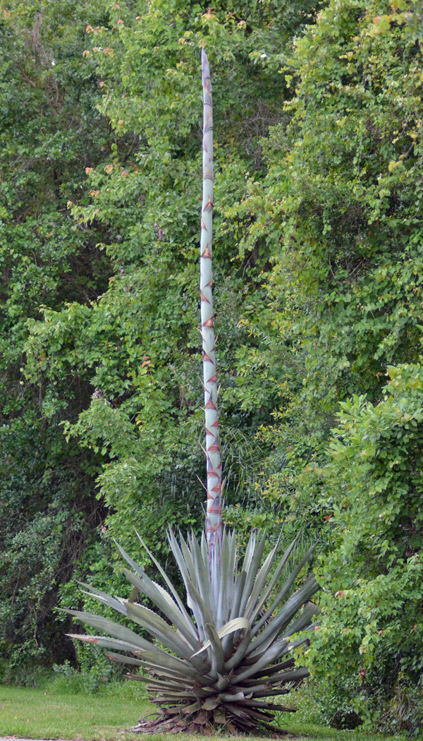 This is an agave americana, commonly known as a century plant or century cactus.  This one is probably 10 or 20 years old.  That 20' spike in the center has appeared only in the past few weeks.  Soon the spike will flower and the plant will die.