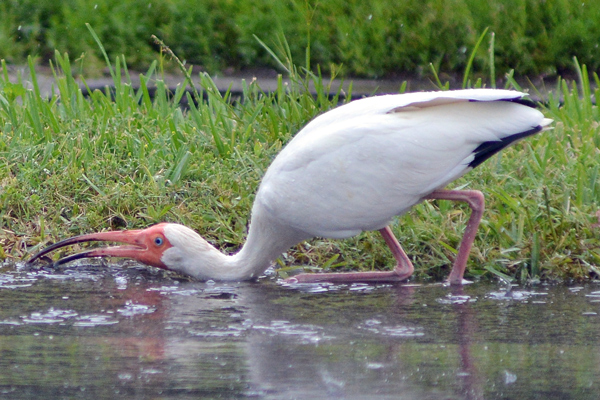 I'm sure there are many situations where having a long, curved beak is a good thing.  Clearly, wanting to get a drink from a shallow puddle is not one of them.