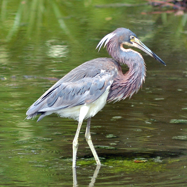 Young Tricolored Heron