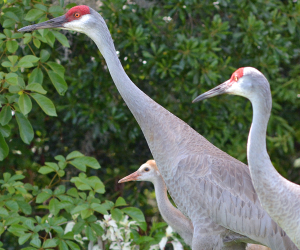 This is the one-chick Sandhill Crane family