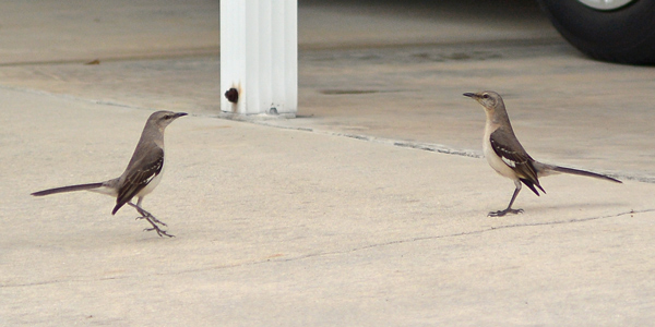 These mockingbirds were doing a little dance.