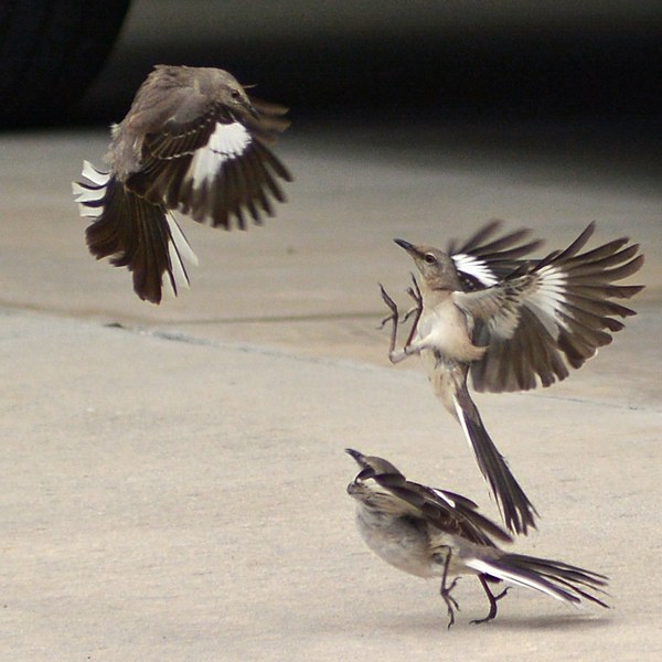 A third mockingbird shows up and feathers fly.