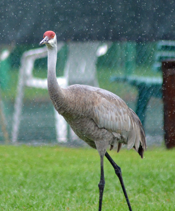 A crane in the rain