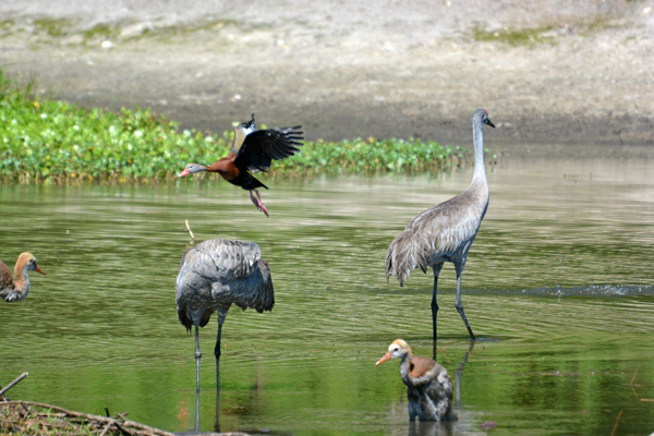 Black-bellied Whistling-Duck and Sandhill Cranes