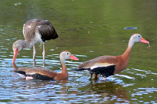 Black-bellied Whistling-Ducks and a juvenile White Ibis