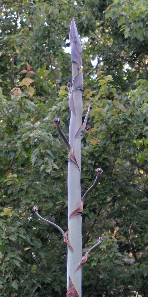 This Century Plant has sprouted limbs and looks to be about to flower.