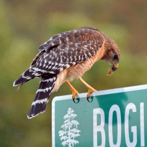 Red-shouldered Hawk with snack