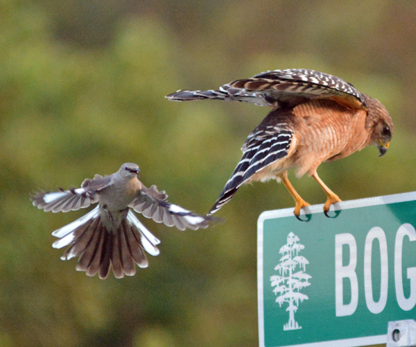 Mockingbird yelling at Red-shouldered Hawk