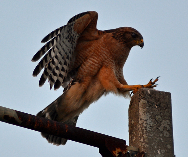 Red-shouldered Hawk landing on a light pole