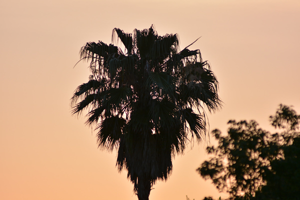 Palm tree.  At sunset.  Nothing to see here.