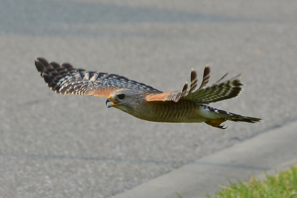 Red-shouldered Hawk being chased by a Northern Mockingbird