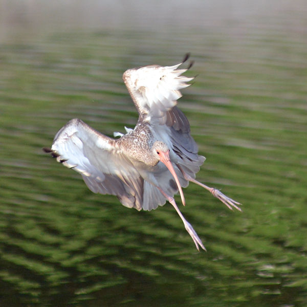 Juvenile White Ibis coming in for a landing