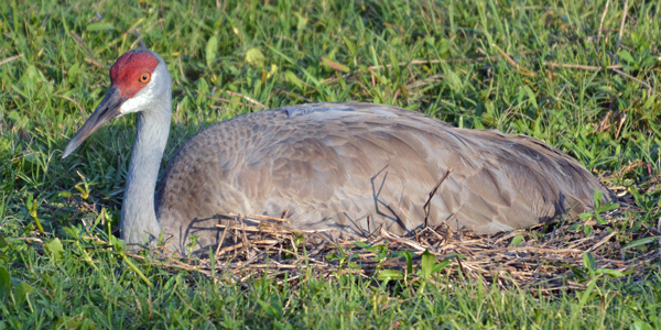 Sandhill Crane sitting on nest