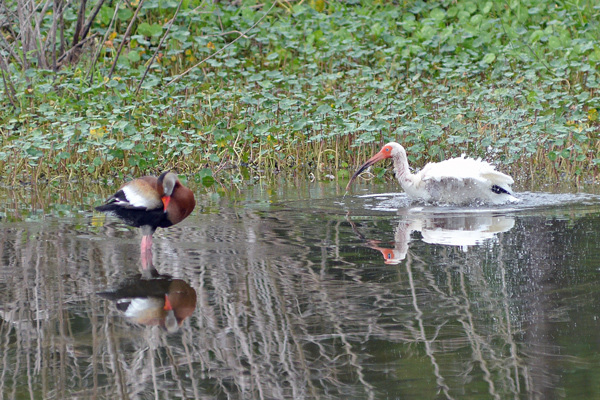Black-bellied Whistling-Duck and juvenile While Ibis