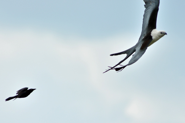 Swallow-tailed Kite chased by a Boat-tailed Grackle