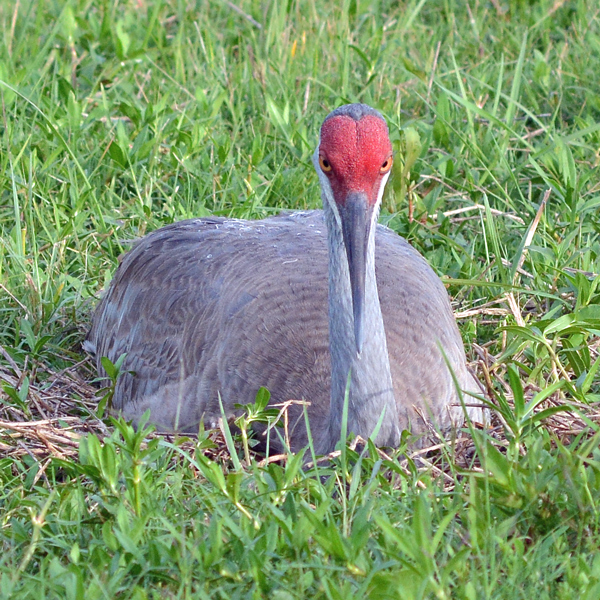 Sandhill Crane sitting on nest
