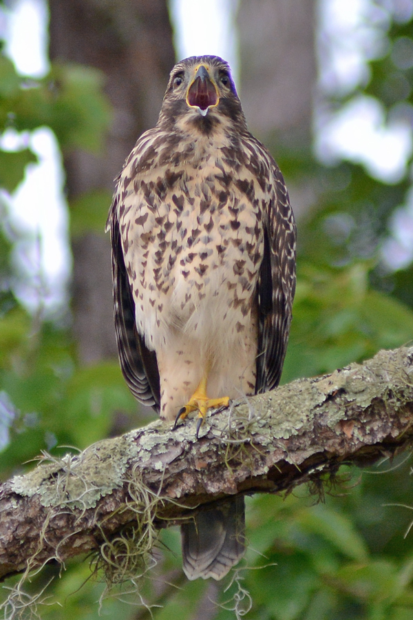 Juvenile Red-shouldered Hawk