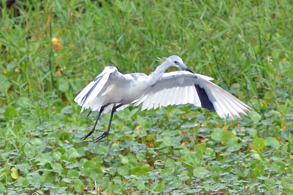 This should eventually turn into a Little Blue Heron
