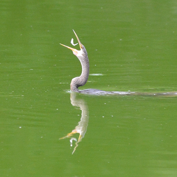 Anhinga tossing a fish into its mouth
