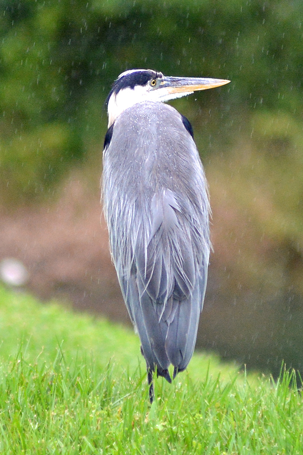 Great Blue Heron standing in the rain