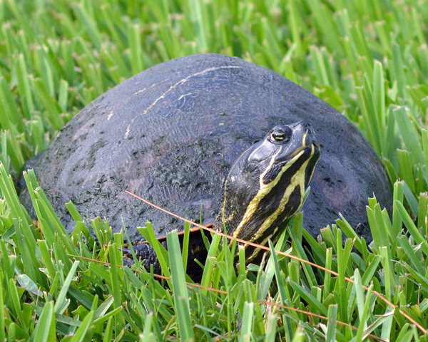 Florida Red-bellied Turtle