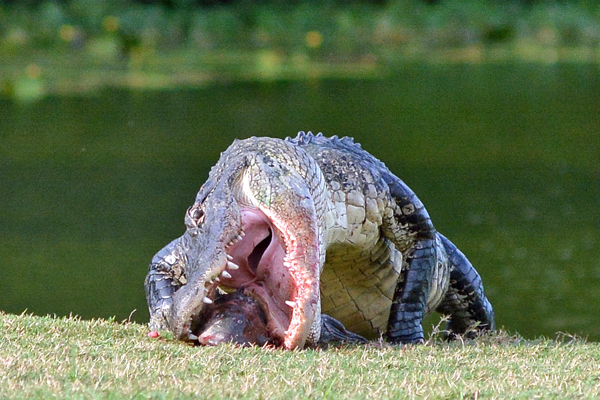 Alligator eating a fish