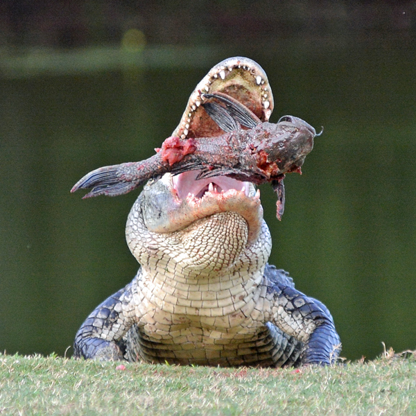 Alligator eating a fish