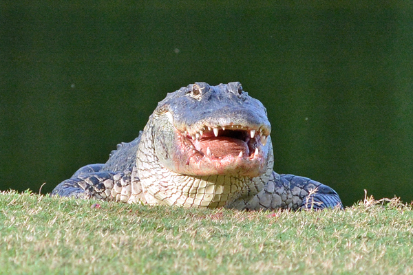 Happy gator