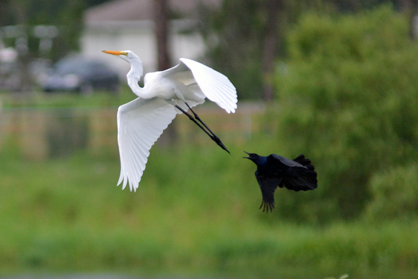 Boat-tailed Grackle chasing a Great Egret
