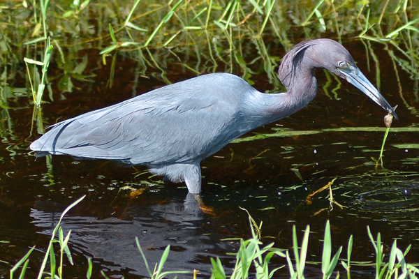 Little Blue Heron eating a fish