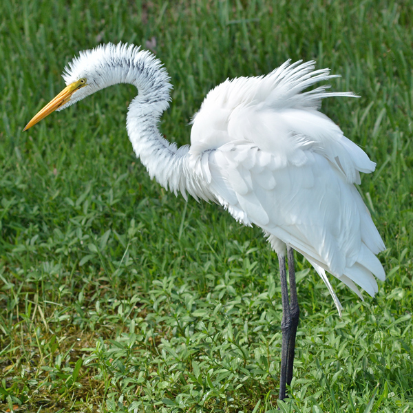 Great Egret (ruffled)