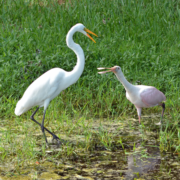 The egret wants to be friends with the spoonbill.  The spoonbill is not interested.