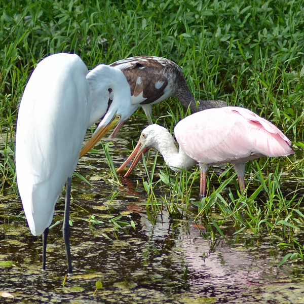 Great Egret and Roseate Spoonbill (and juvenile White Ibis)