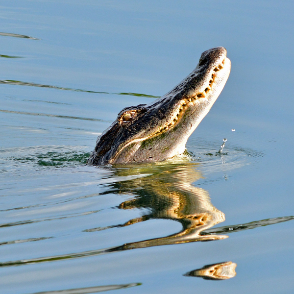 Alligator swallowing a fish