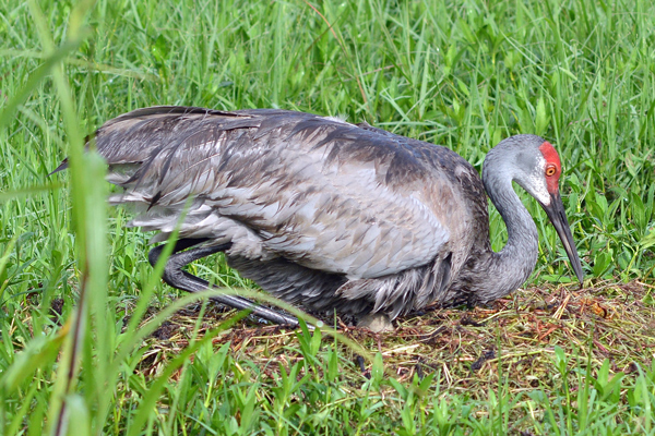 Sandhill Crane continues to sit on egg.  This is getting sad.