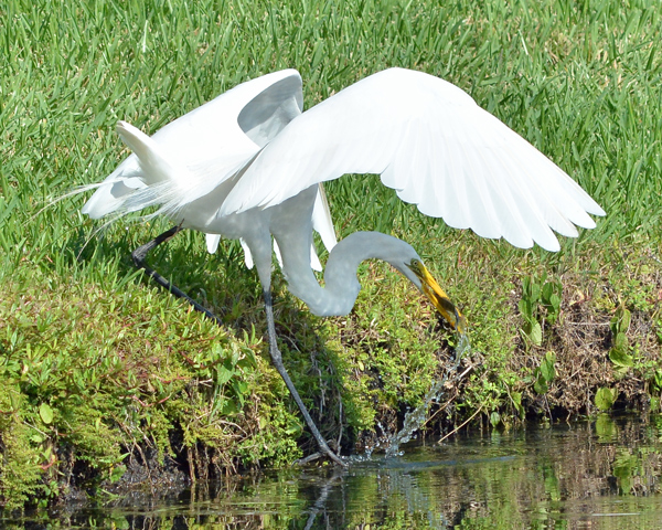 Great Egret fishing