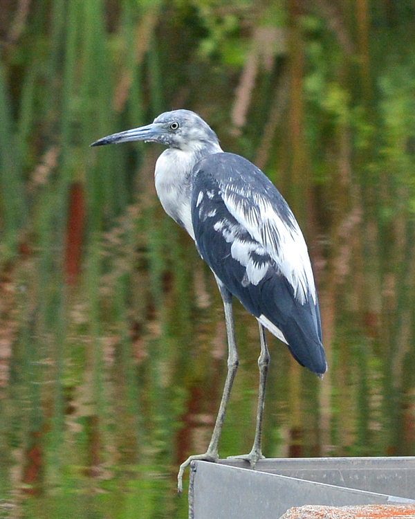 Little Blue (and White) Heron