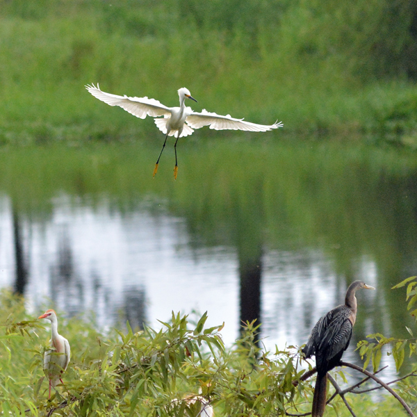 Snowy Egret coming in for a landing