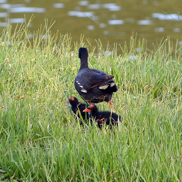 Common Gallinule and chicks