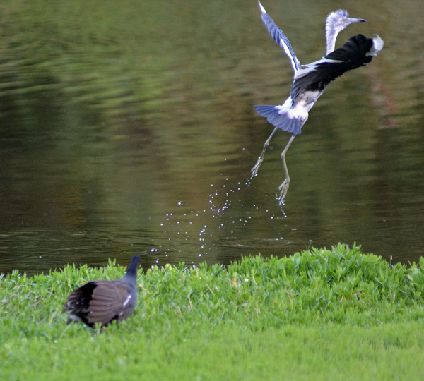Common Gallinule chasing Little Blue Heron away from his brood