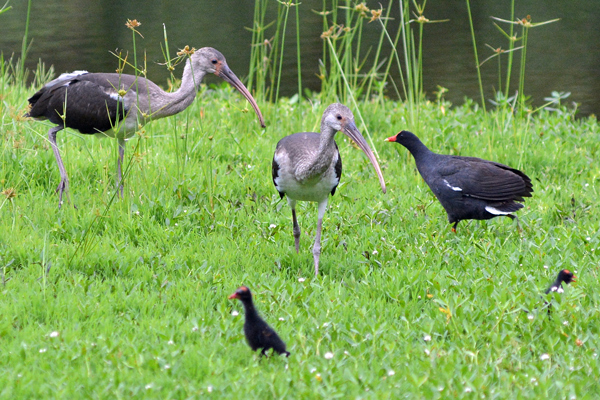 Adult Common Gallinule explains to juvenile White Ibis they are not welcome around the chicks