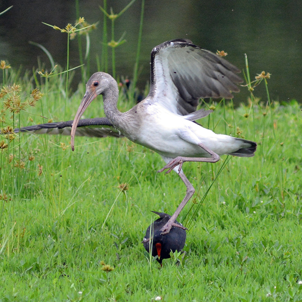Common Gallinule chases away White Ibis