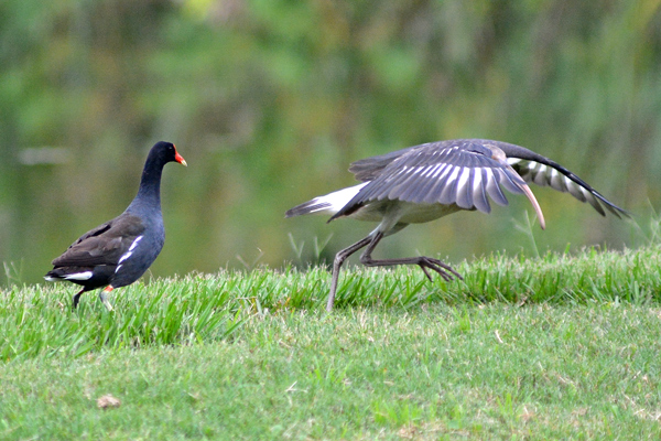 Common Gallinule chases away White Ibis