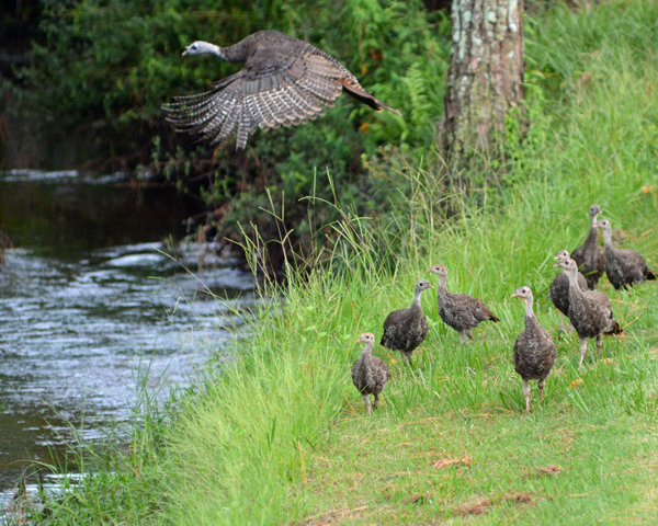 Adult turkey flies over creek leaving chicks behind