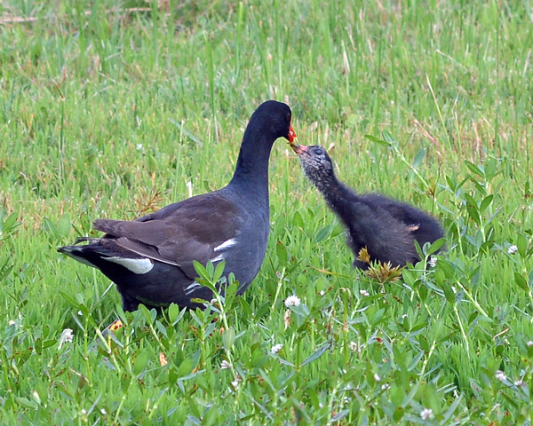 Common Gallinule and chick