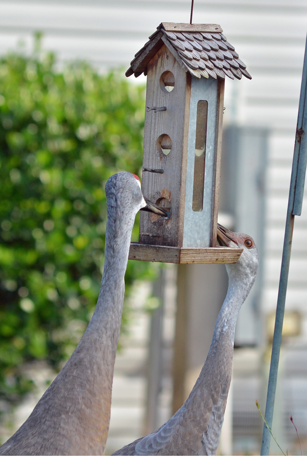 It's a bird feeder.  We're birds.