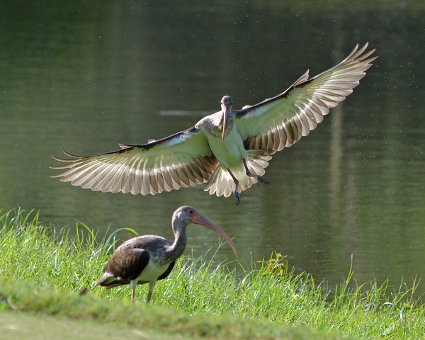 Juvenile White Ibis coming in for a landing
