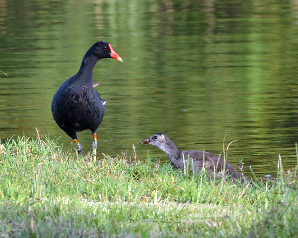 Common Gallinule and chick