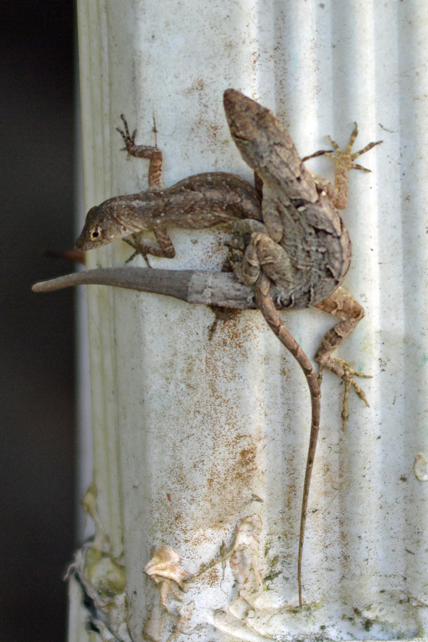 Brown Anole lizards (doin' it)