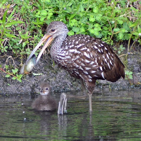 Limpkin and chick